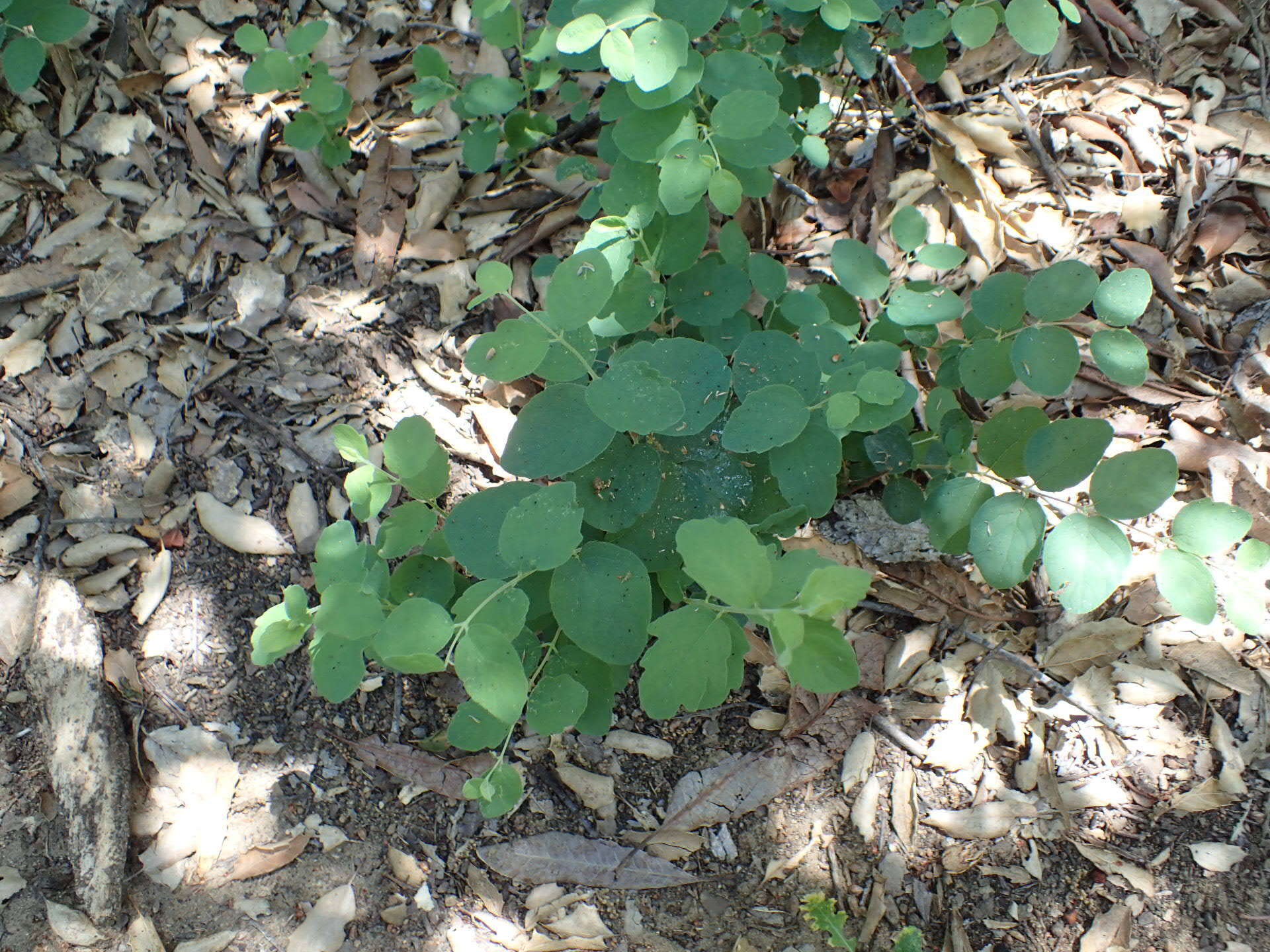 Image of creeping snowberry