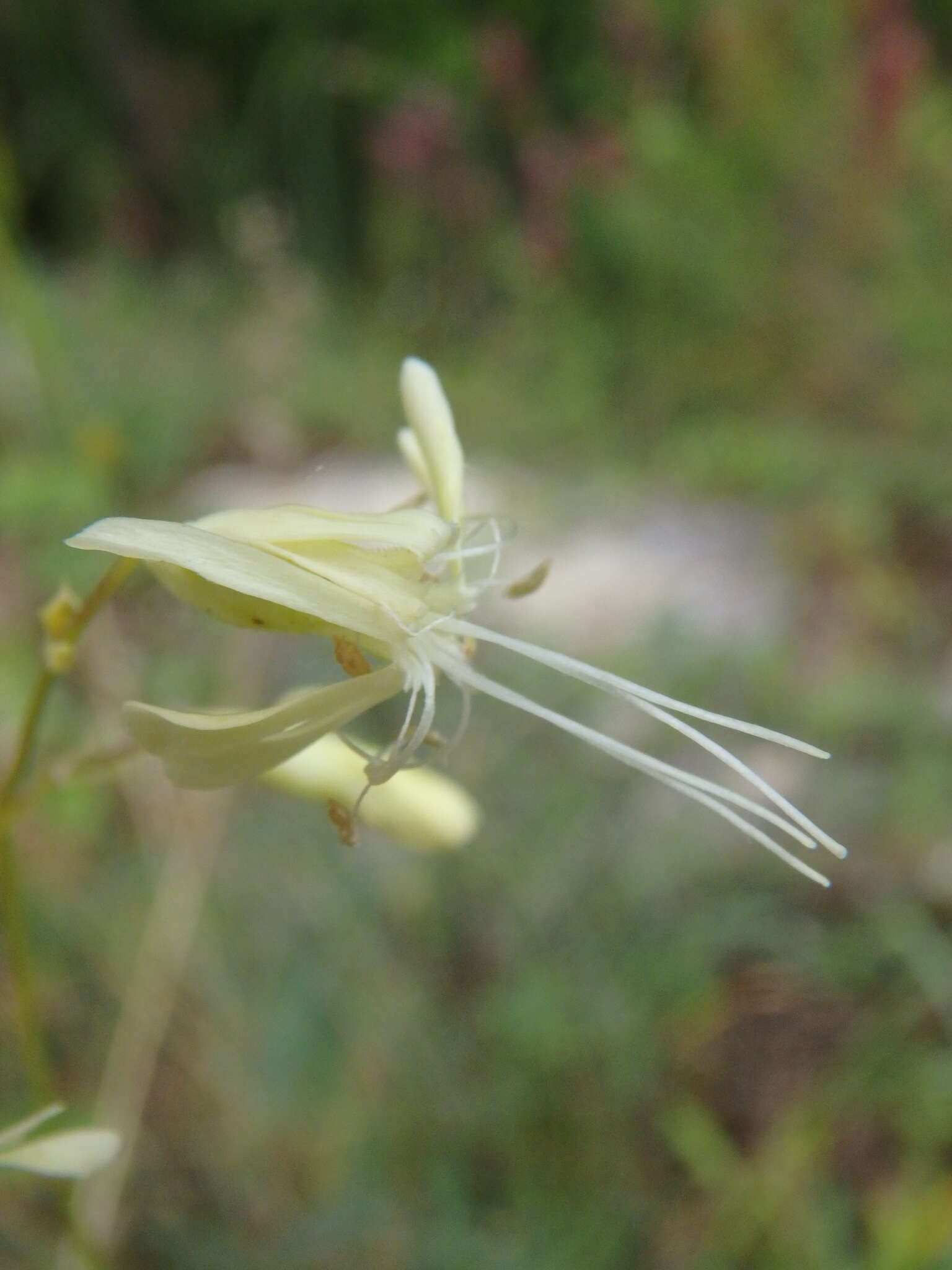 Image de Silene saxatilis Sims