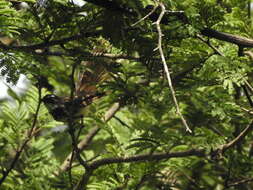 Image of White-spotted Fantail