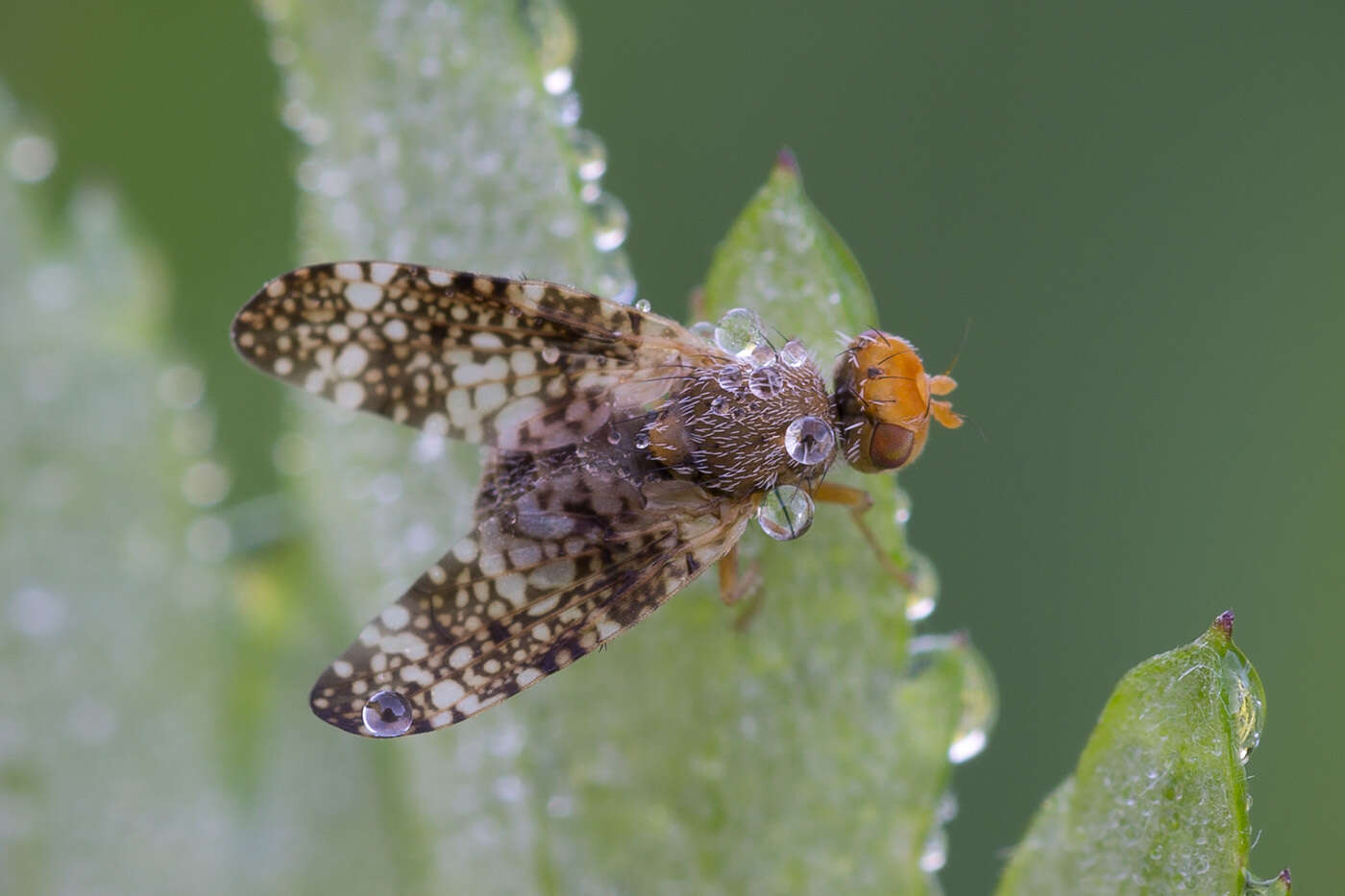 Imagem de Oxyna parietina (Linnaeus 1758)