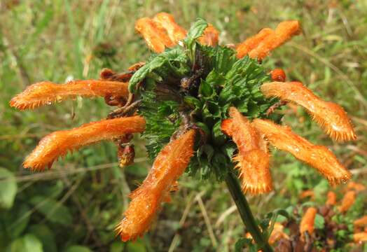 Image of Leonotis ocymifolia var. raineriana (Vis.) Iwarsson