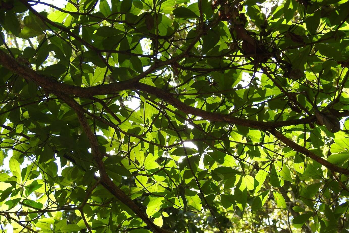 Image of Peruvian almond