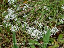 Image of Arenaria querioides Willk.