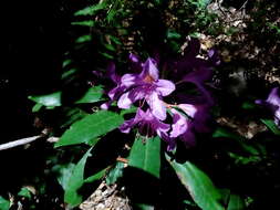 Imagem de Rhododendron ponticum subsp. baeticum (Boiss. & Reuter) Hand.-Mazz.