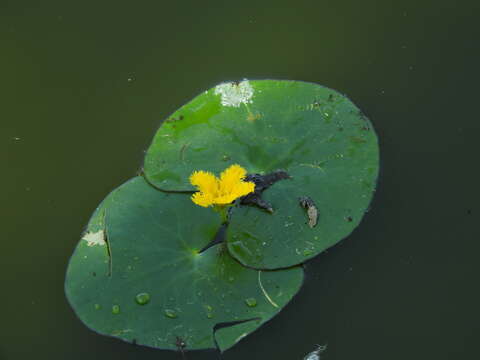 Image of Nymphoides fallax Ornduff