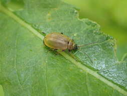 Image of <i>Lochmaea capreae</i>