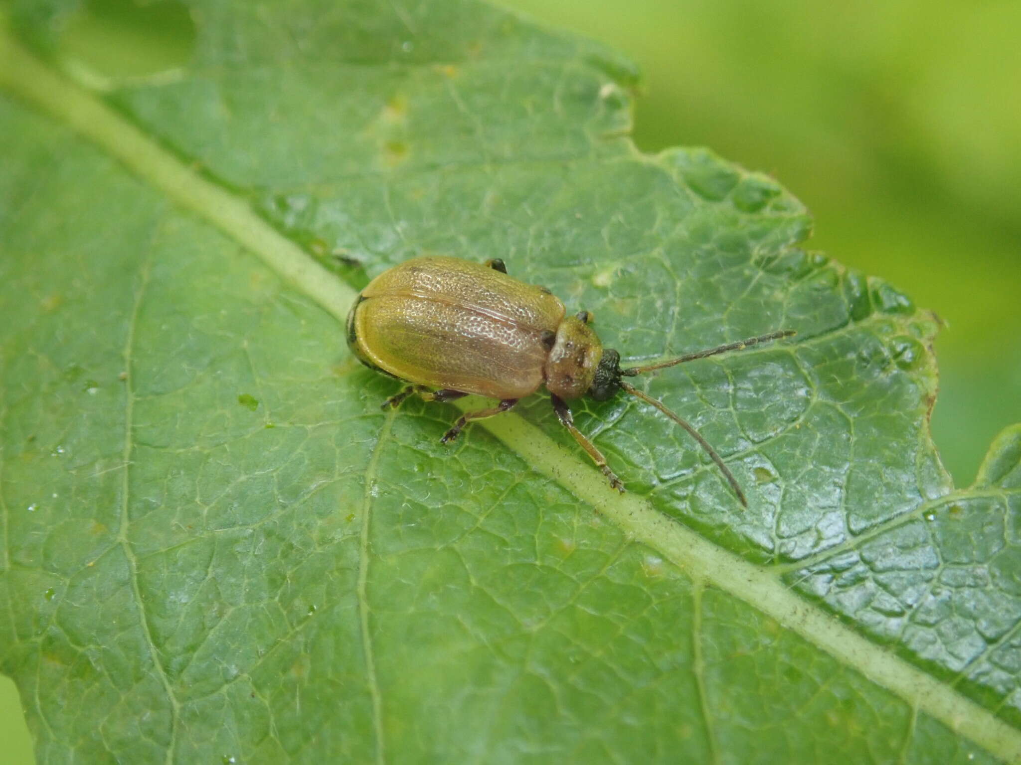 Image of <i>Lochmaea capreae</i>