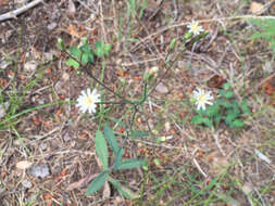 Image of white hawkweed