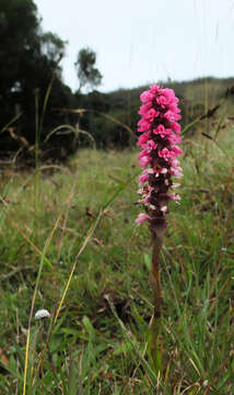 Image de Satyrium nepalense D. Don