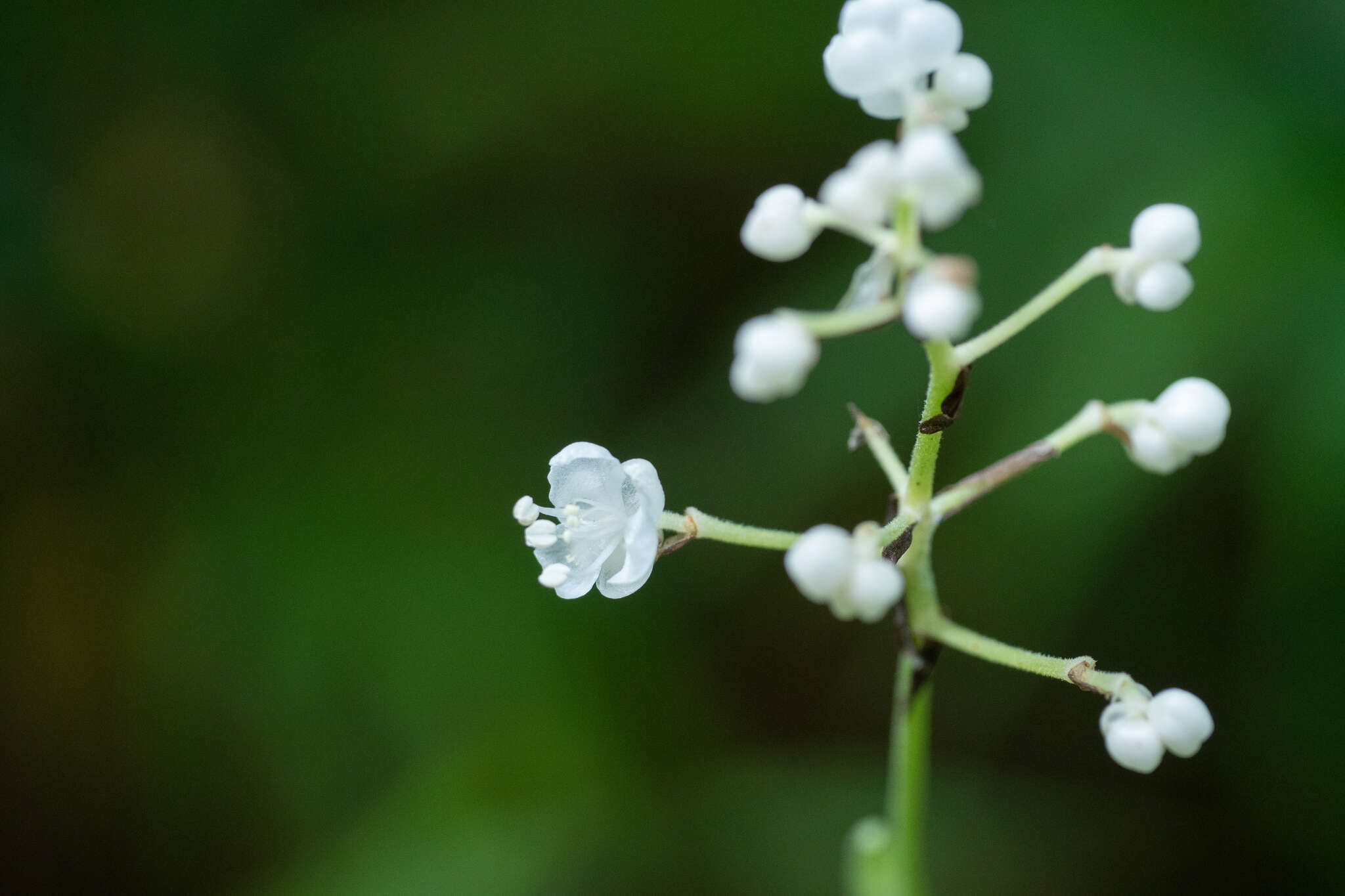 Image of Pollia secundiflora (Blume) Bakh. fil.