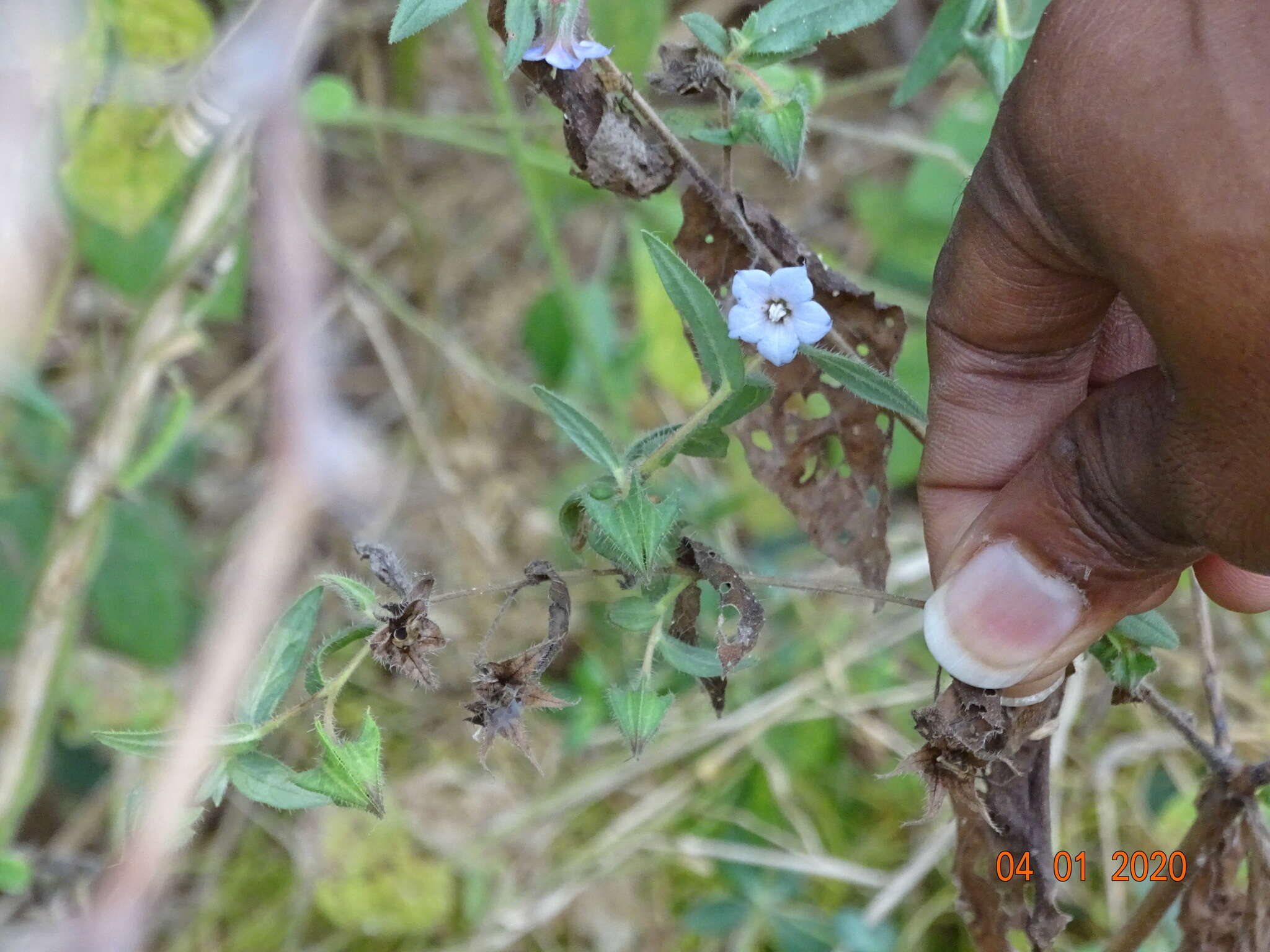 Image de Trichodesma indicum (L.) R. Br.