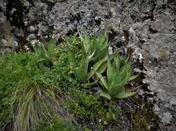 Слика од Agave salmiana subsp. crassispina (Trel.) Gentry