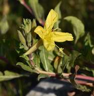 Oenothera elata Kunth的圖片