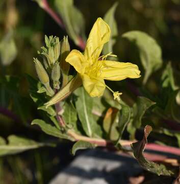 Oenothera elata Kunth的圖片