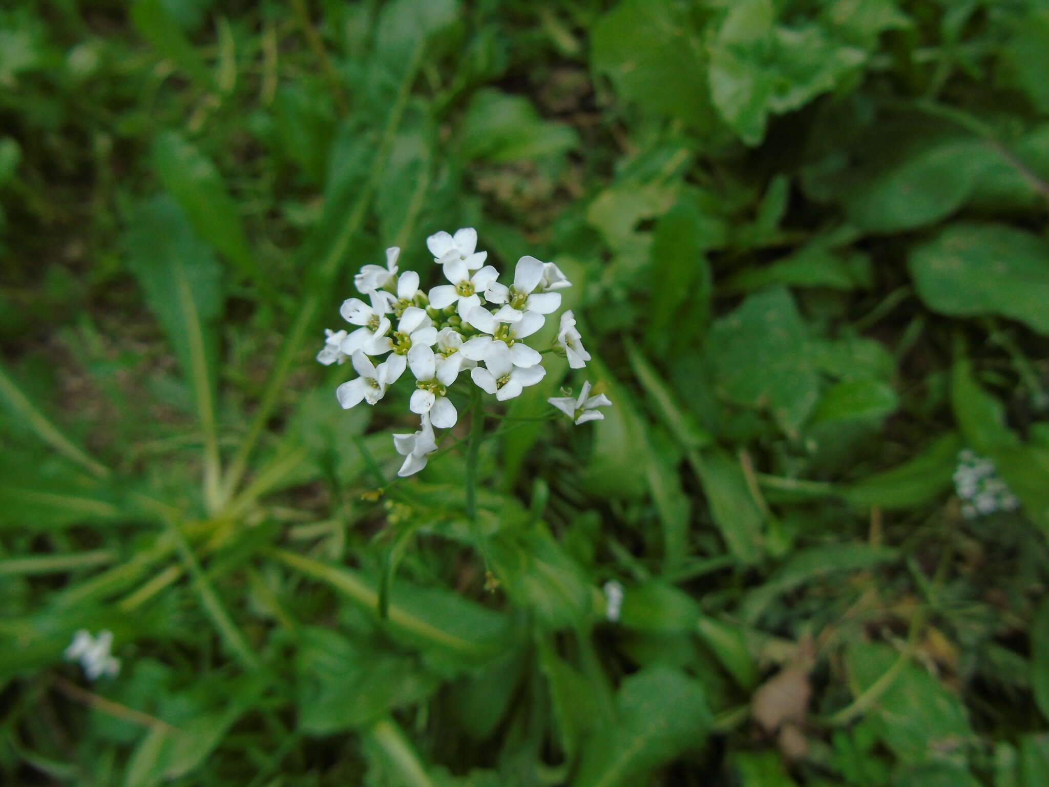 Image of Capsella grandiflora (Fauché & Chaub.) Boiss.