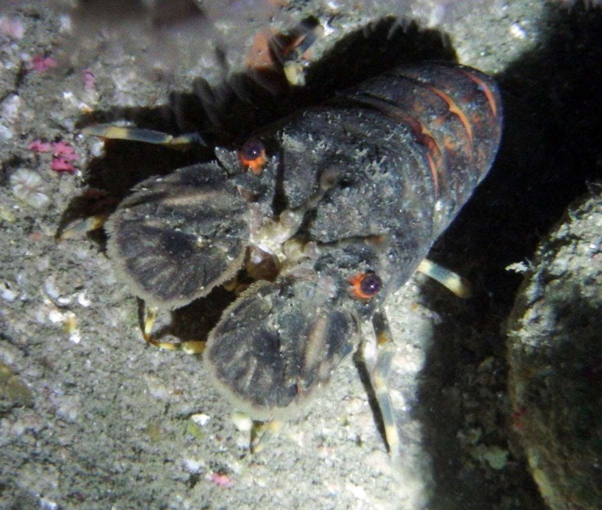 Image of Small European Locust Lobster