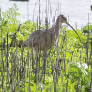 Image of Long-billed Curlew