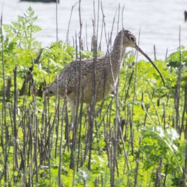 Image of Long-billed Curlew