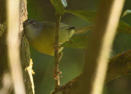 Image of White-lored Warbler