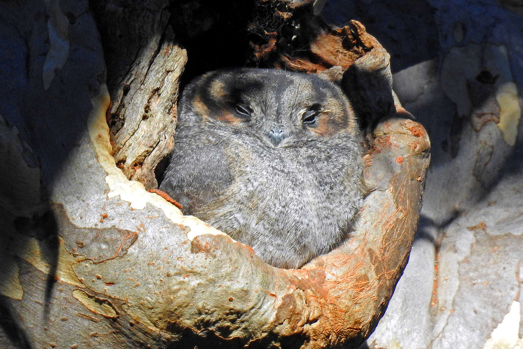 Image of owlet-nightjars