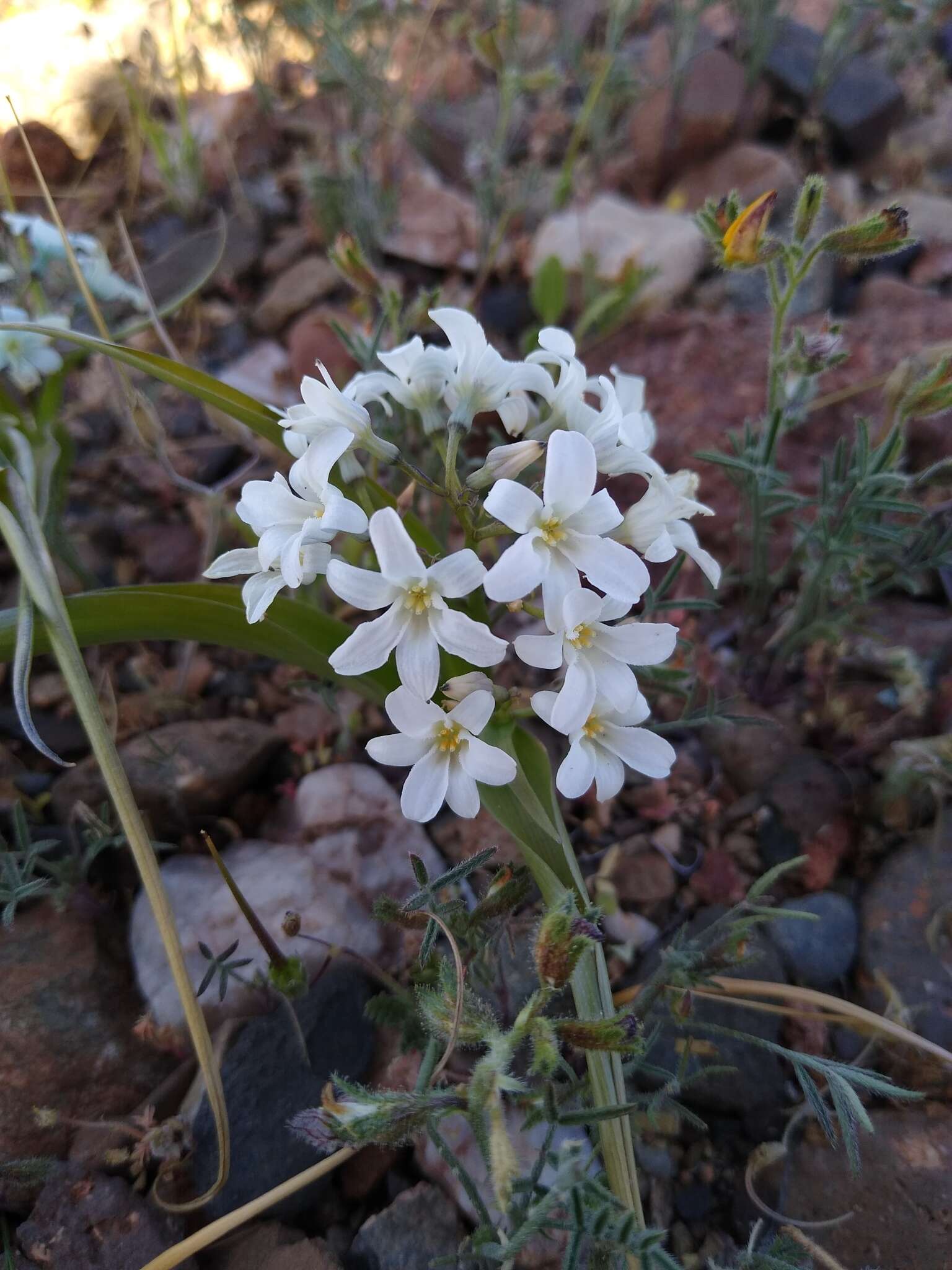 Image of Zephyra compacta C. Ehrh.