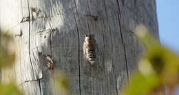 Sivun Cicada barbara (Stal 1866) kuva