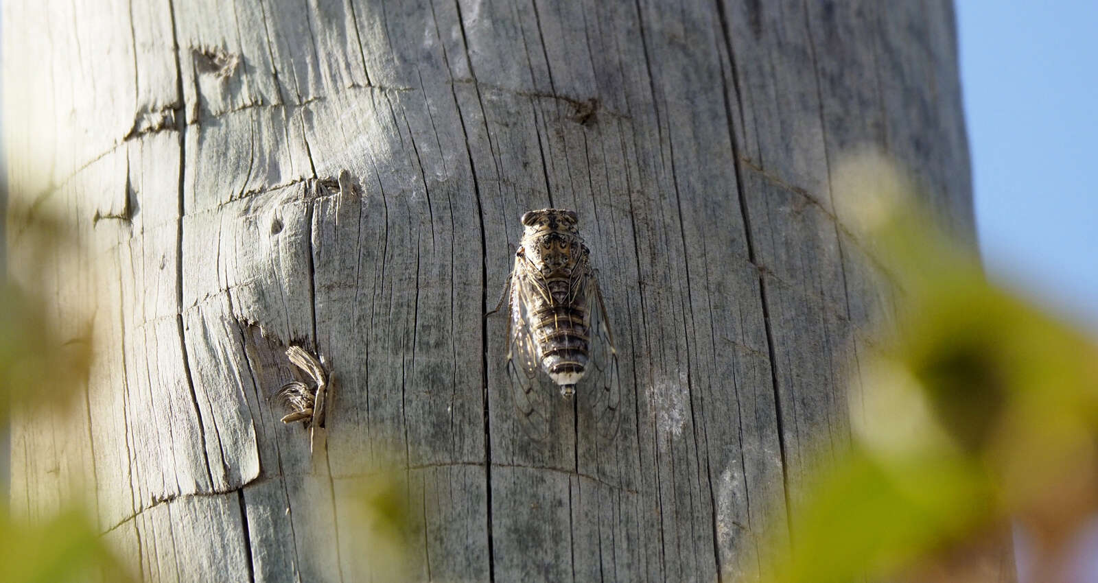 Sivun Cicada barbara (Stal 1866) kuva