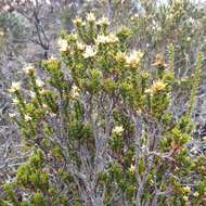 Image of Richea sprengelioides (R. Br.) F. Muell.