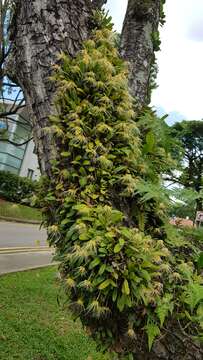 Imagem de Bulbophyllum vaginatum (Lindl.) Rchb. fil.