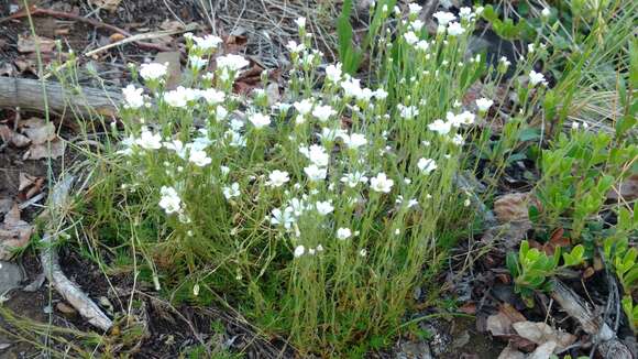 Plancia ëd Cherleria yukonensis (Hultén) A. J. Moore & Dillenb.