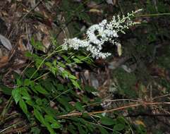 Image de Astilbe longicarpa (Hayata) Hayata