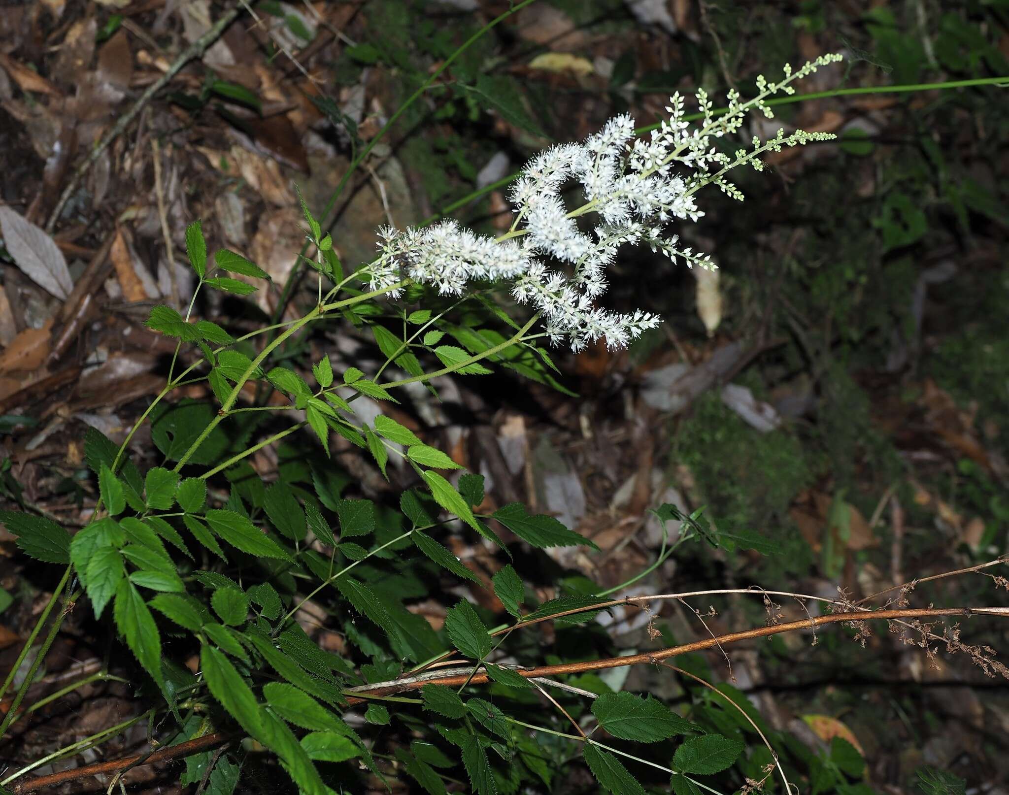 Image of Astilbe longicarpa (Hayata) Hayata