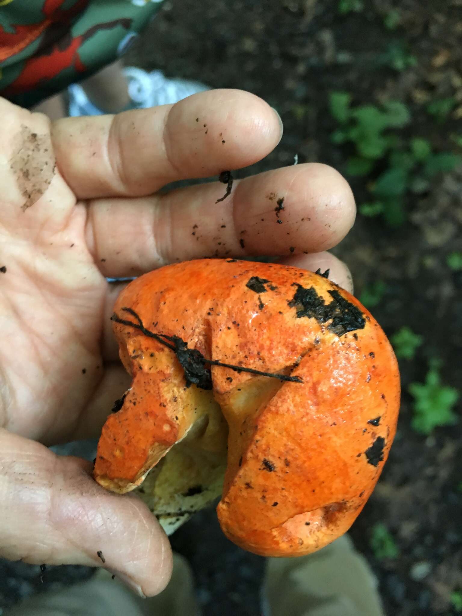 Image of Gyroporus ballouii (Peck) E. Horak 2011