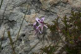 Imagem de <i>Pelargonium scabroide</i>