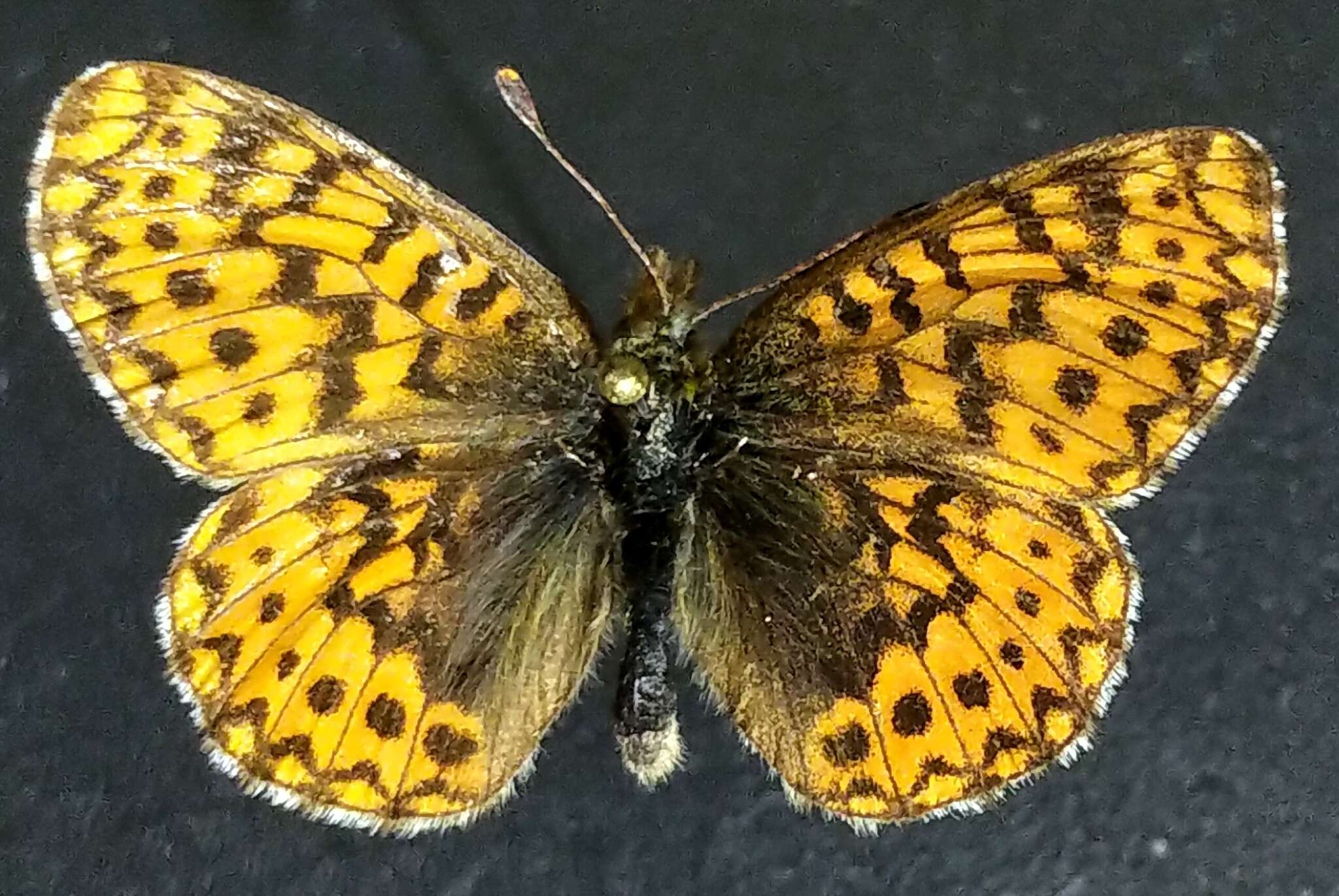 Image of <i>Boloria <i>freija</i></i> freija