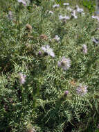 Image de Galactites tomentosa Moench