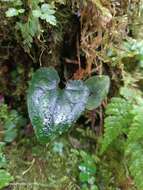 Image of Asarum taipingshanianum S. F. Huang, T. H. Hsieh & T. C. Huang