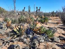 Image of Agave shawii subsp. goldmaniana (Trel.) Gentry