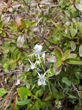 Image of Halenia elliptica D. Don