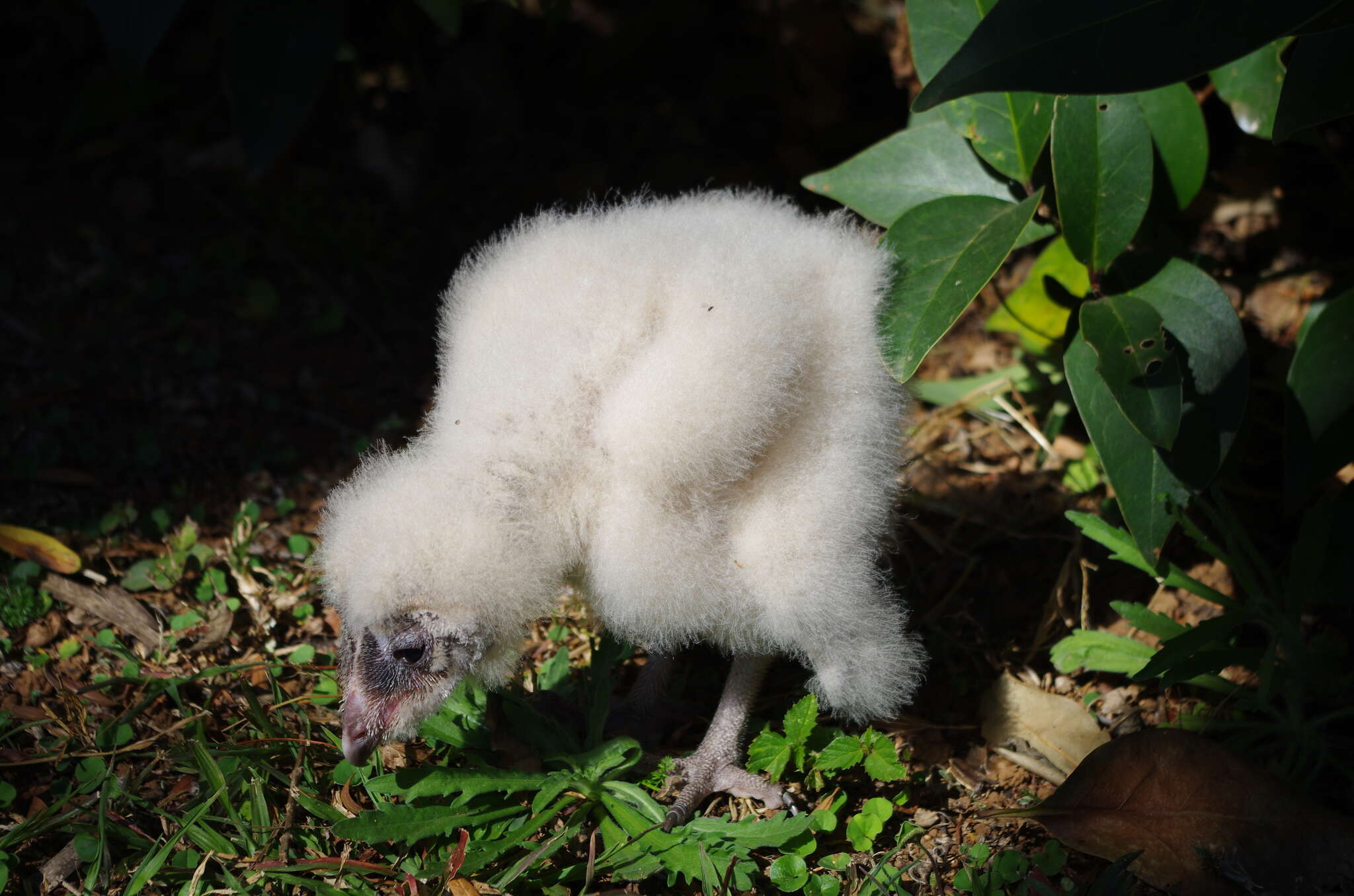 Image of Tyto alba poensis (Fraser 1843)