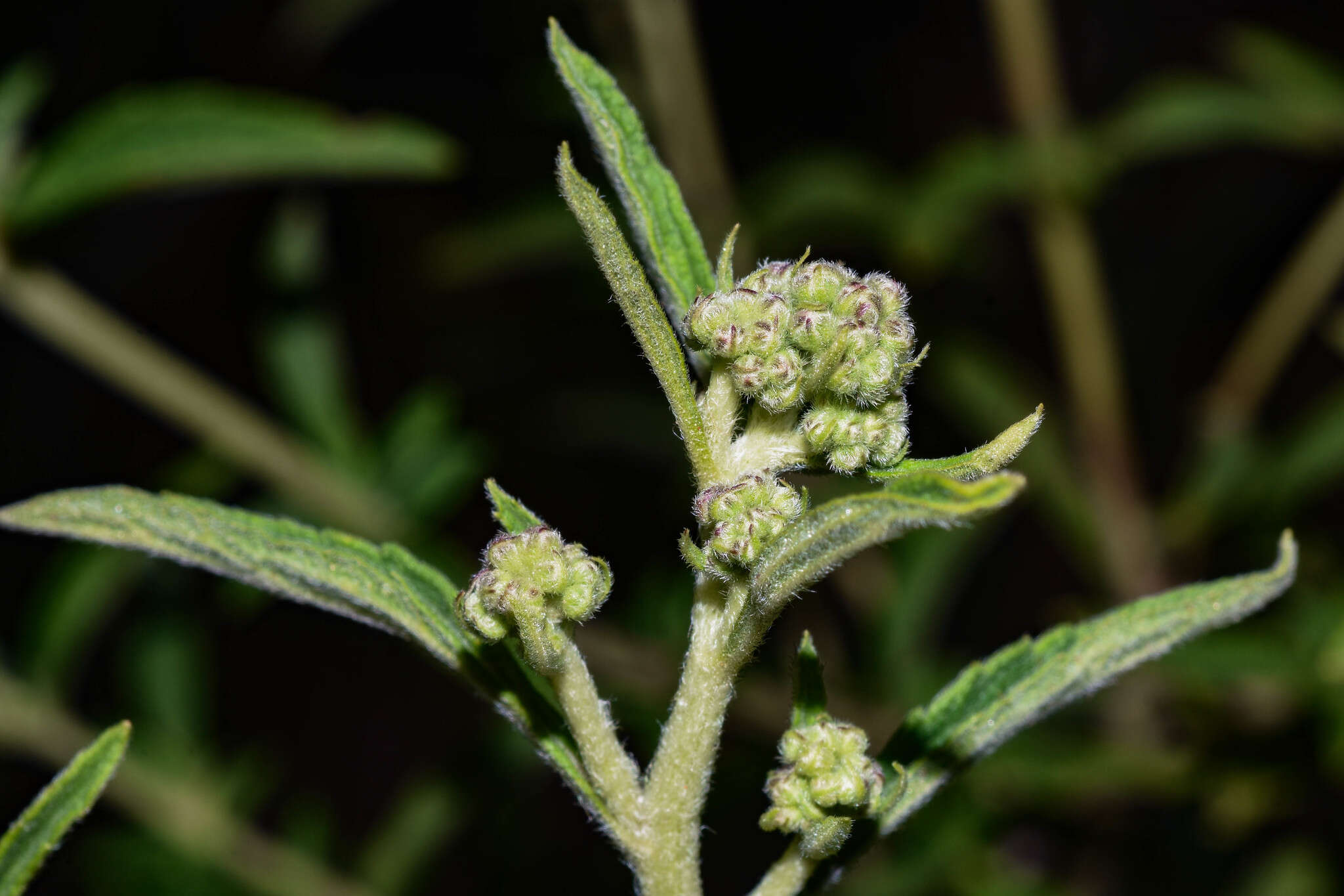 Image of Austroeupatorium laetevirens (Hook. & Arn.) R. King & H. Rob.