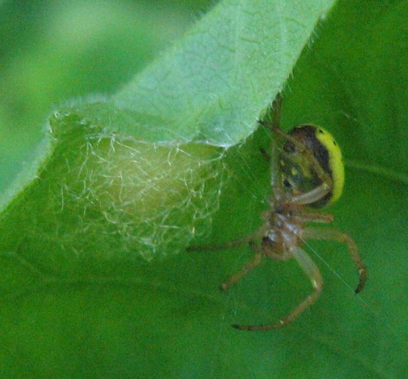 Image of Six-spotted Yellow Orbweaver