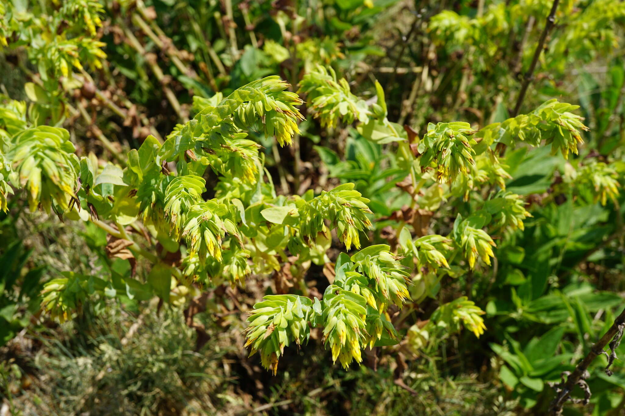 Image of Lesser Honeywort