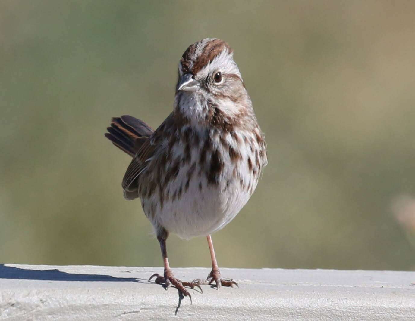 Image of Melospiza melodia montana Henshaw 1884