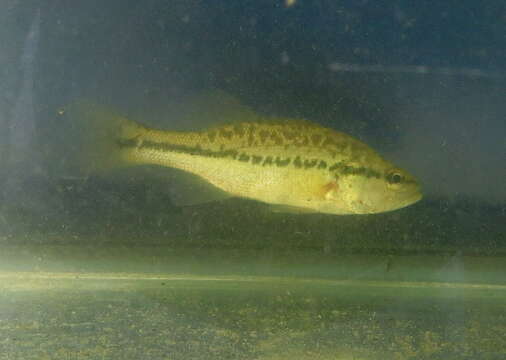 Image of black bass