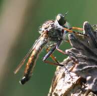 صورة Neomochtherus latipennis (Hine 1909)