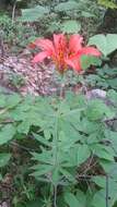 Lilium philadelphicum L. resmi