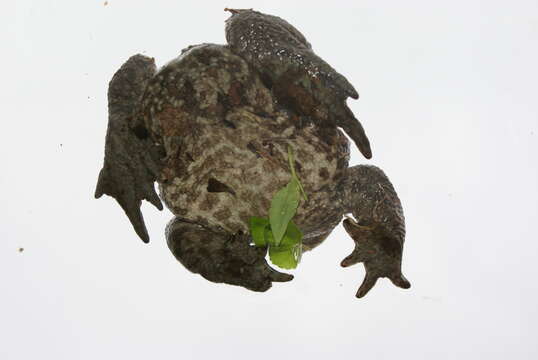 Image of Eichwald's Toad