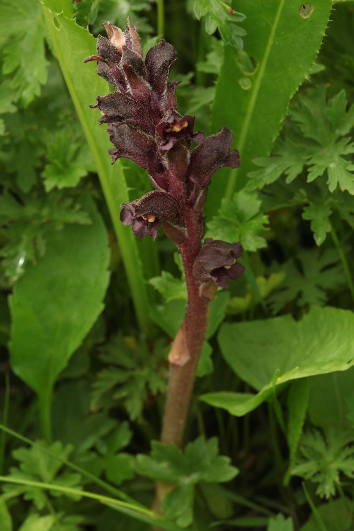 Imagem de Orobanche gamosepala Reuter