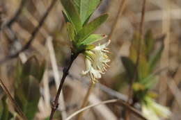 Imagem de Lonicera villosa (Michx.) Roem. & Schult.